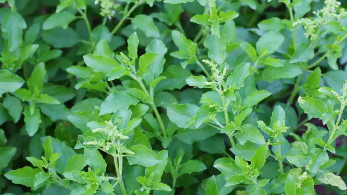 health benefits of tulsi leaves