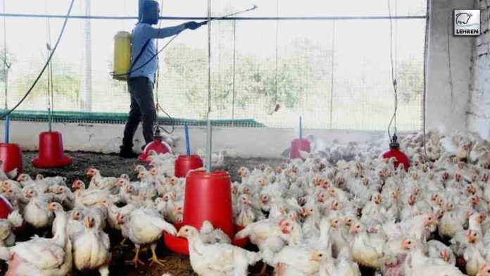 Haryana Bird Flu Updates to Kill 1,66,000 Chickens