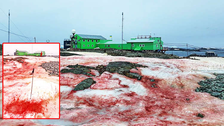 Snow In Antarctica Turns Blood Red