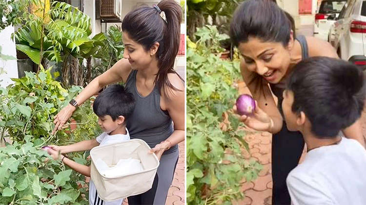 Shilpa Shetty And Son Viaan Pluck Brinjals From Kitchen Garden