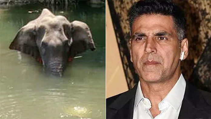 Akshay Kumar Demands Strict Action Against The Killing Of Pregnant Elephant