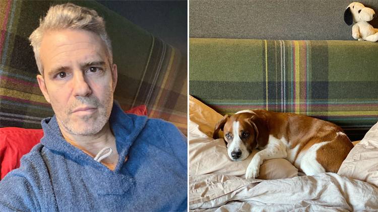 Andy Cohen’s Rescue Dog Wacha Is ‘Happy’ Since Rehoming