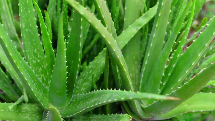 Aloe Vera – One Solution To All Skin Related Problems
