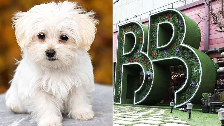 Bigg Boss 13: A cute puppy will accompany the housemates this time