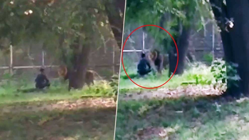Man sits face-to-face with lion after jumping grille at Delhi zoo; rescued
