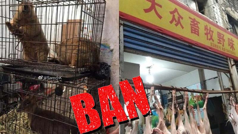 China bans consumption, trade of wild animals to fight coronavirus