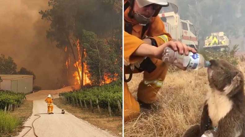 Firefighter stands with koala during bushfires in Australia; pic goes viral