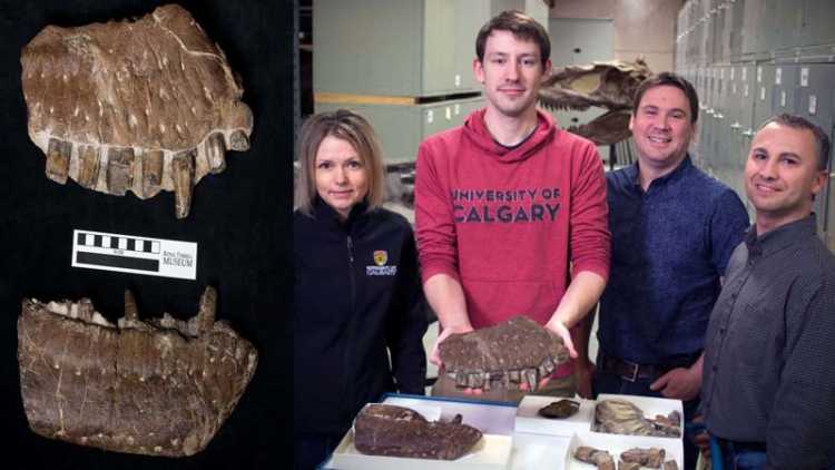 Palaeontology enthusiast discovers new Tyrannosaur species in Canada