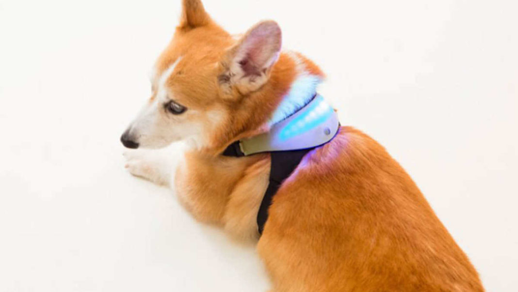 Smart wearable detects dog's mood, tells owner how it's feeling