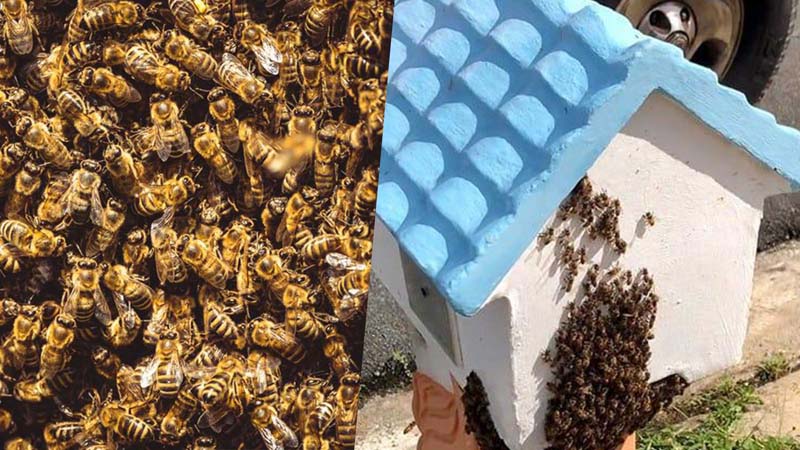 Street in California, US shut after 40,000 bees swarm from hotel