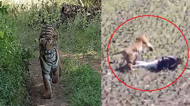 Man plays dead to protect himself from tiger in Maharashtra, video surfaces