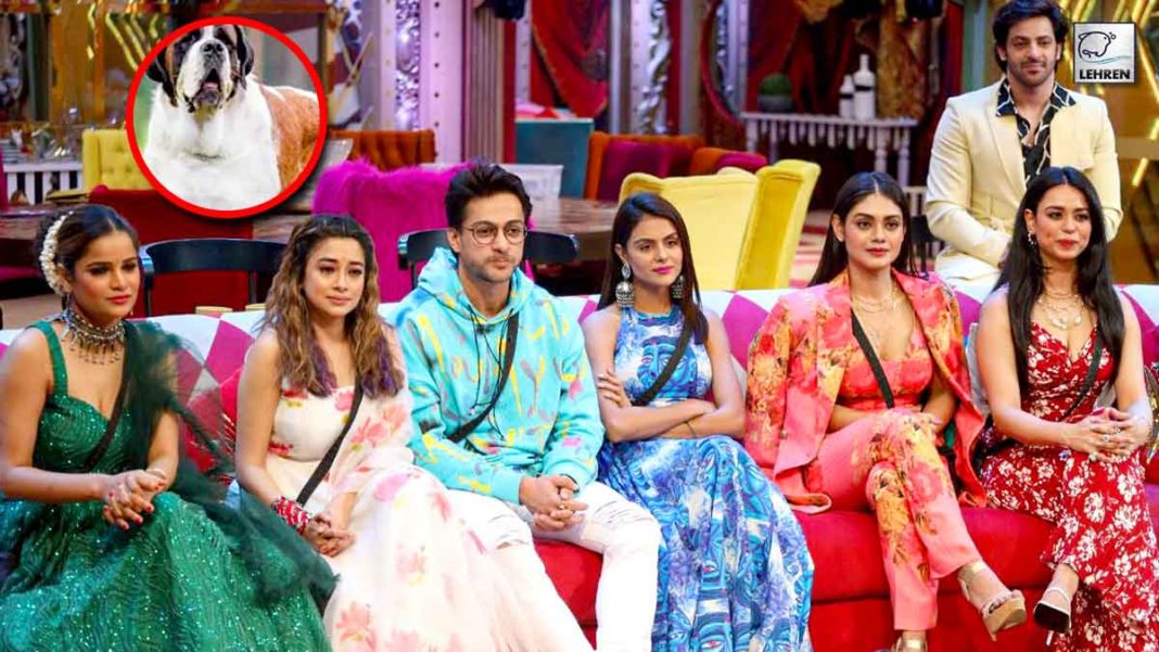 Bigg Boss 16 Has A New Member!! Viewers Demand Ankit Gupta Back On The Show